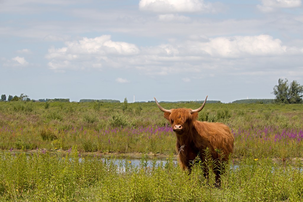 tiengemeten natuur natuurgebied natuurmonumenten hdr schotse hooglanders rien poortvliet museum eiland polder platteland